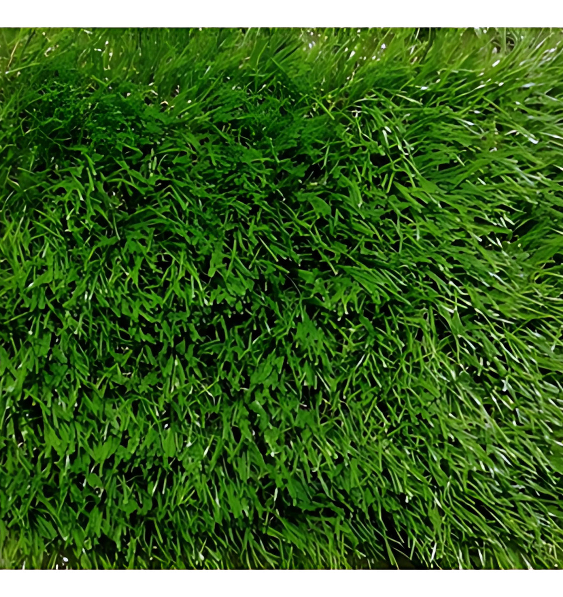 Pasto Artificial Cesped Sintetico Rollo 35mm Gramagreen X M²